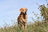 GOLDEN RETRIEVER 175
